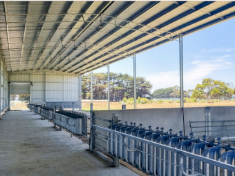 Action Steel Calf Shed