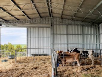 Action Steel Calf Shed
