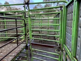 Under Auction - 1994 International Acco  2350 C Truck with 2 deck sheep crate 