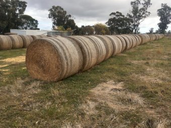 Lucerne Hay 5x4 Round Bales
