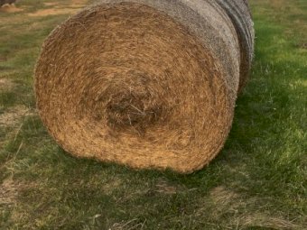 Lucerne Hay 5x4 Round Bales