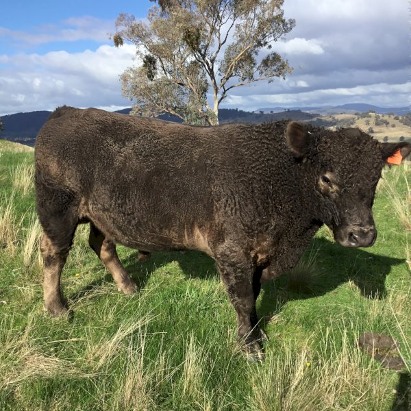 30 month Old Murray Grey Bull