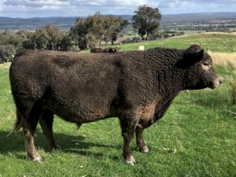 30 month Old Murray Grey Bull
