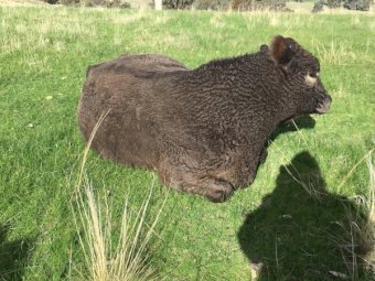 30 month Old Murray Grey Bull