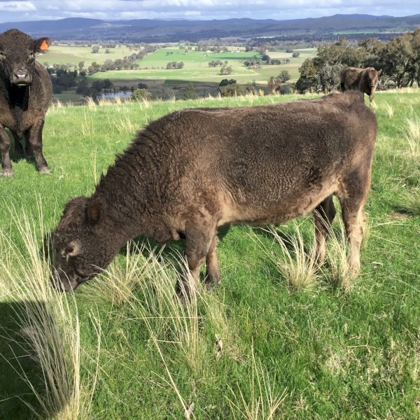 24 month old miniature Murry Grey Bull