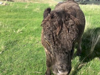 24 month old miniature Murry Grey Bull