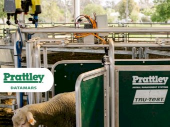 Prattley 2-Way Electric Fully Automatic Sheep Drafter - Freight included