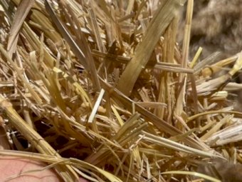 500 mt Barley Straw Tailings