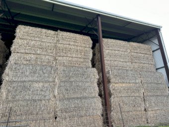 Wheat/Barley Straw Shedded