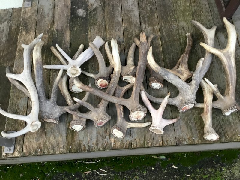 Red Deer Cast Antlers