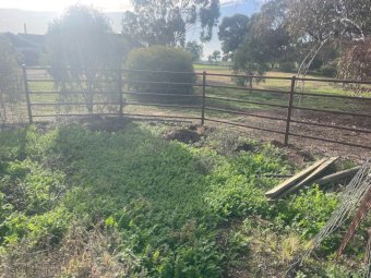 Cattle Yards/Fencing