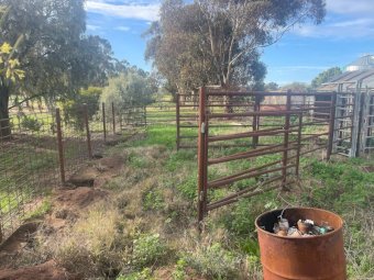 Cattle Yards/Fencing