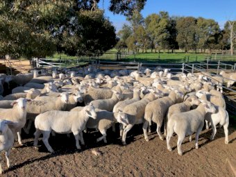 150 x Dorper x Ewes