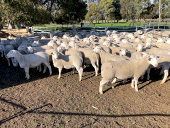 150 x Dorper x Ewes
