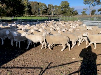 150 x Dorper x Ewes