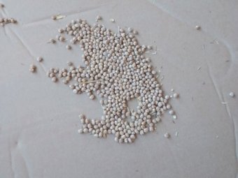 30mt Mandelup Lupins