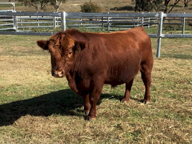 Pibbon Red Angus Bulls