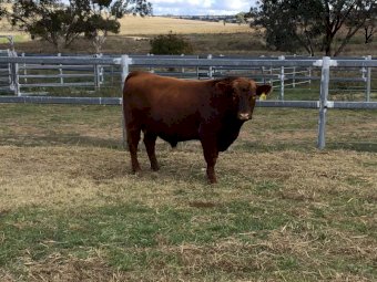 Pibbon Red Angus Bulls