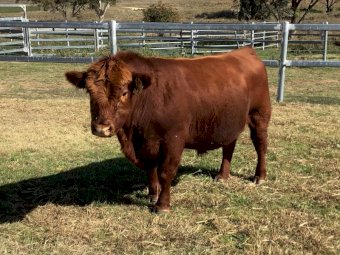 Pibbon Red Angus Bulls