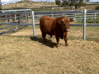 Pibbon Red Angus Bulls
