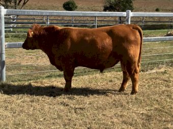 Pibbon Red Angus Bulls