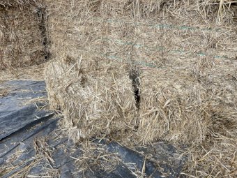 Wheaten Straw Small Squares