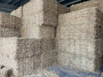 Wheaten Straw Small Squares