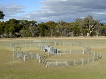 McDougall  501 Series  40 panel Portable Sheep Yards
