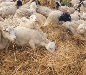 2021 Oaten Hay 5x4 Rolls