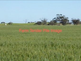 WANTED 370 acres for Lease - Sheep Grazing