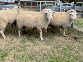 White Suffolk Rams