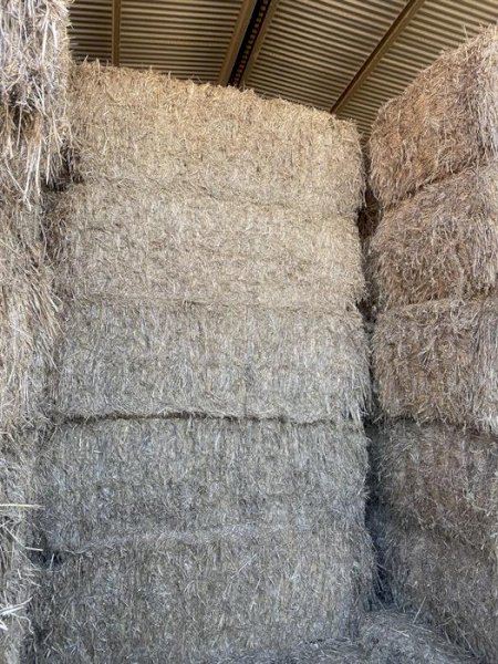 120 x Barley Hay 470kg 8x4x3 Bales