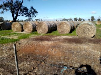 100 x Oaten Hay 5x4 Rolls