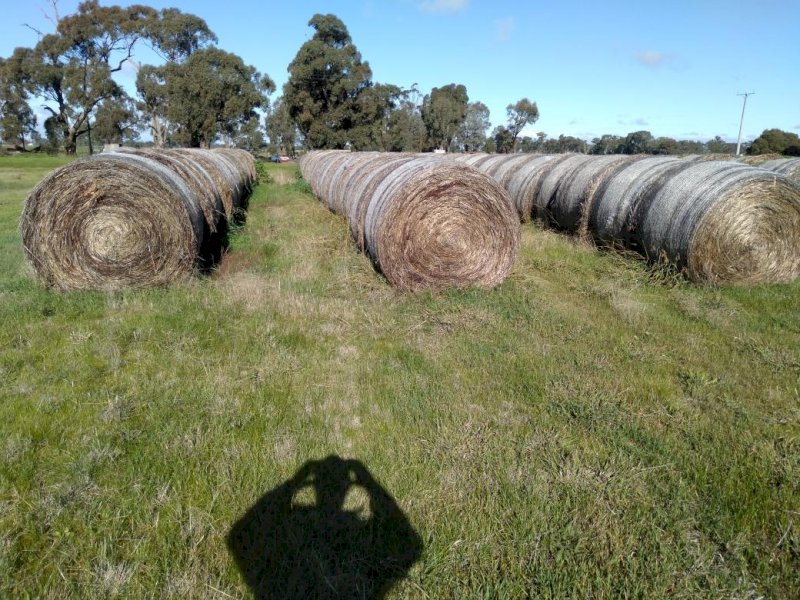 100 x Ryegrass Hay 5x4 Rolls