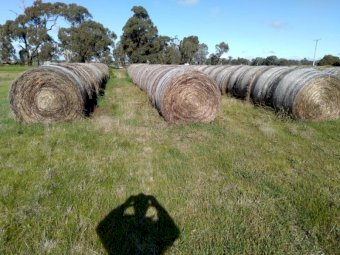100 x Ryegrass Hay 5x4 Rolls