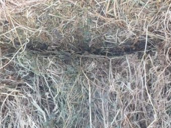 Irrigated Sub Clover, Ryegrass and Lucerne Hay