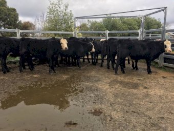 15 Angus X Hereford Heifers