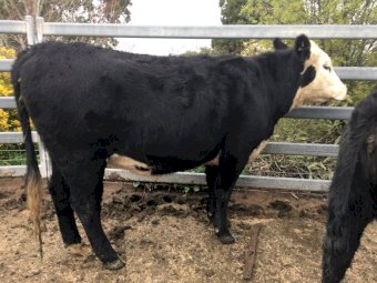 15 Angus X Hereford Heifers | Farm Tender