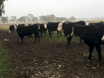15 Angus X Hereford Heifers