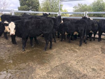 15 Angus X Hereford Heifers