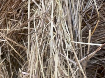 Rye Grass 5x4 Round Bales