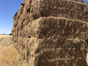 65mt Vetch/Wheaten and Rye Hay 500kg 8x4x3 Bales