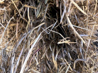 52mt Clover Rye Hay 500kg 8x4x3 Bales