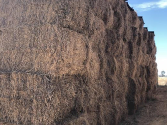 52mt Clover Rye Hay 500kg 8x4x3 Bales