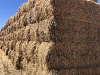 28mt Rye Barley & Clover Hay 450kg 8x4x3 Bales
