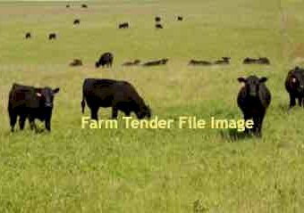 WANTED Agistment for Cattle