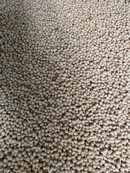 150mt Bateman Lupins