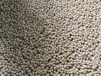 150mt Bateman Lupins