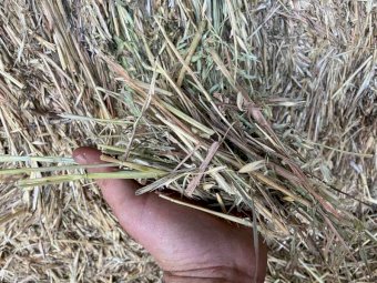 200 Bales of 2020 Oaten Hay