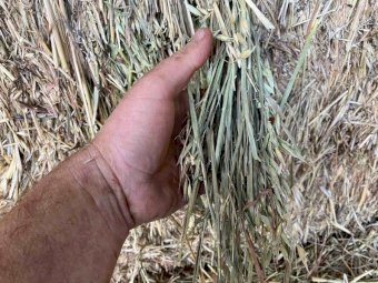 200 Bales of 2020 Oaten Hay